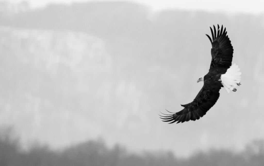 © Cory Dick Photography