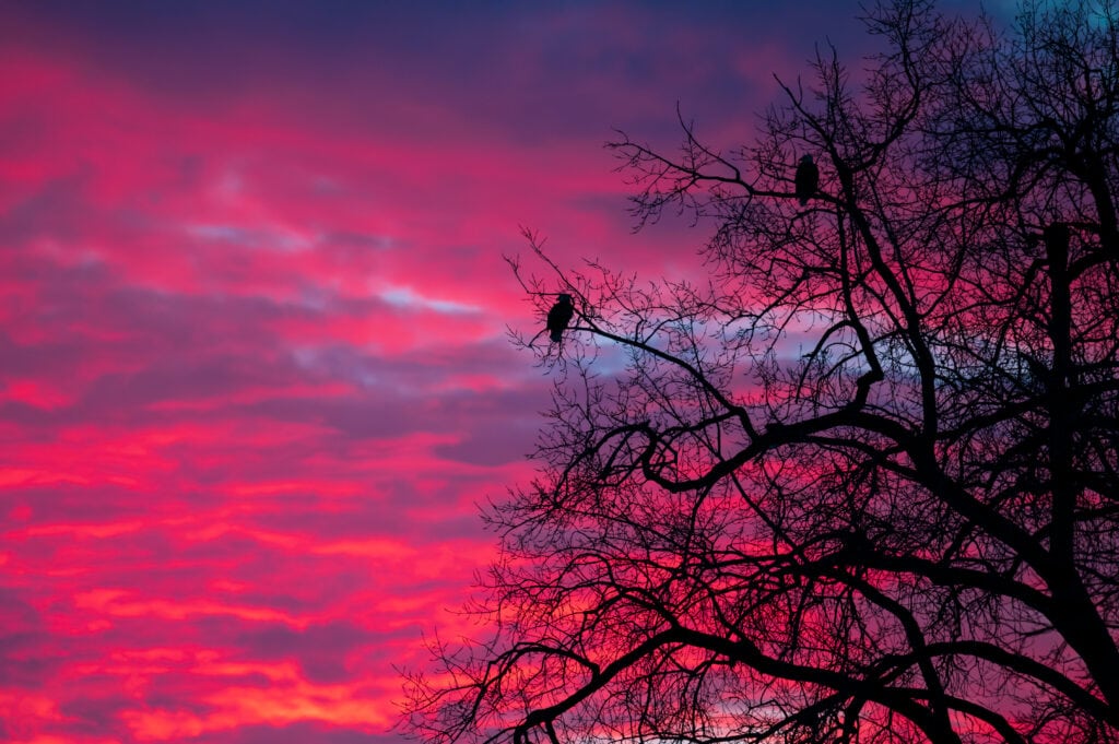 © Cory Dick Photography