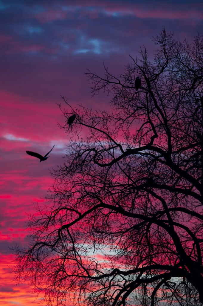 © Cory Dick Photography