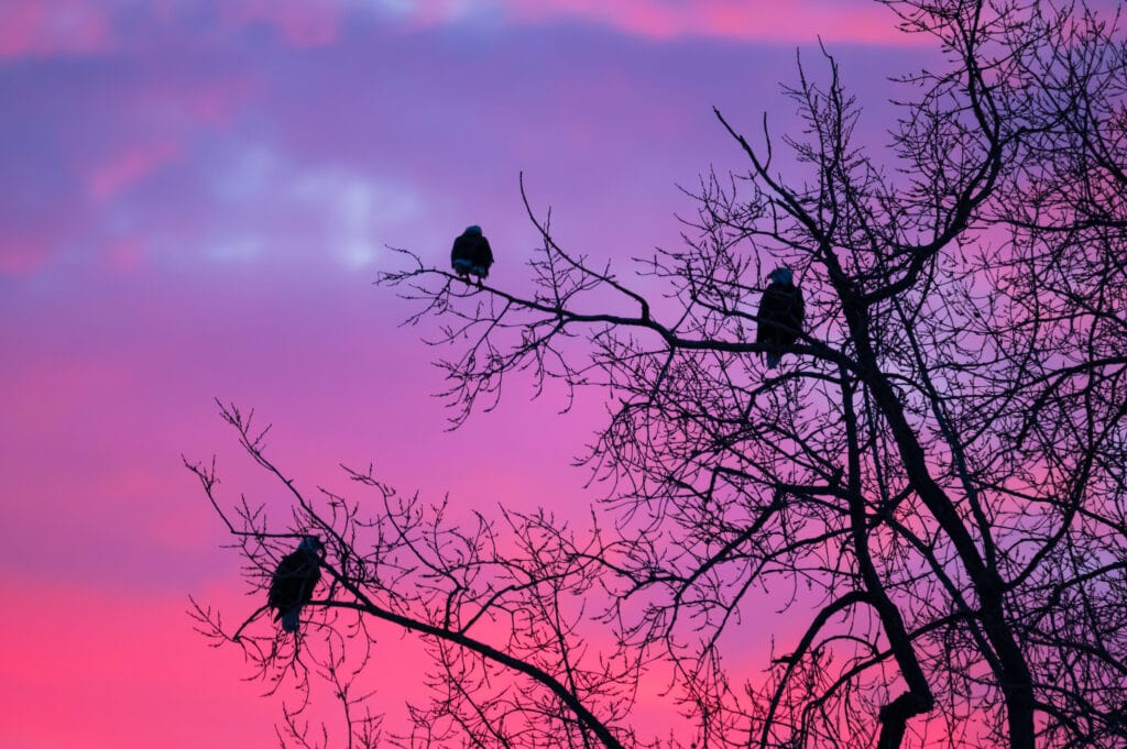© Cory Dick Photography
