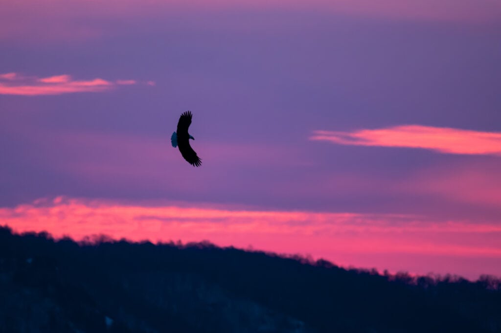 © Cory Dick Photography