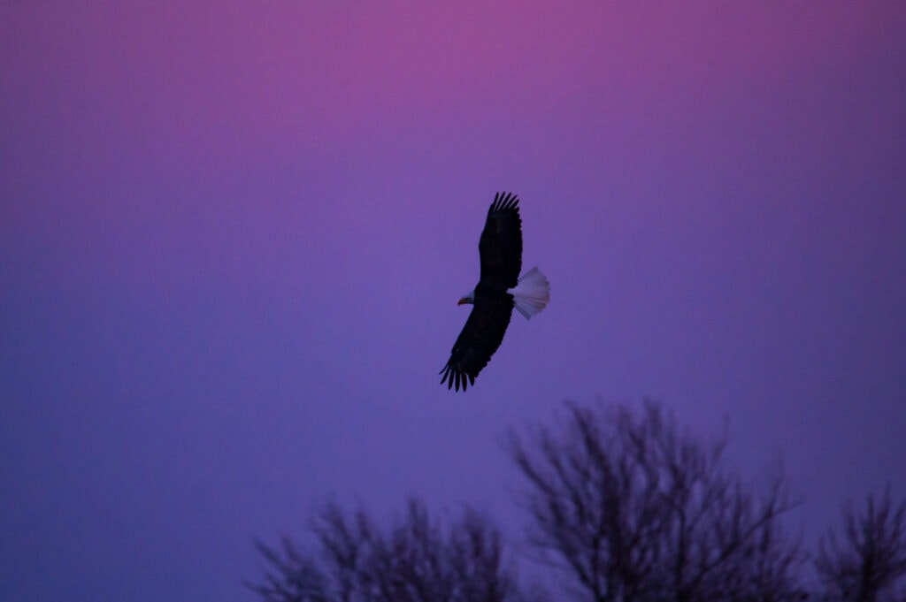 © Cory Dick Photography