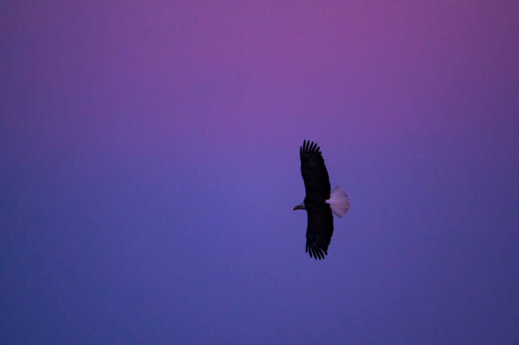 © Cory Dick Photography
